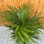 Dypsis žltkastá (Dypsis lutescens) - výška 80-90 cm, kont. C5L